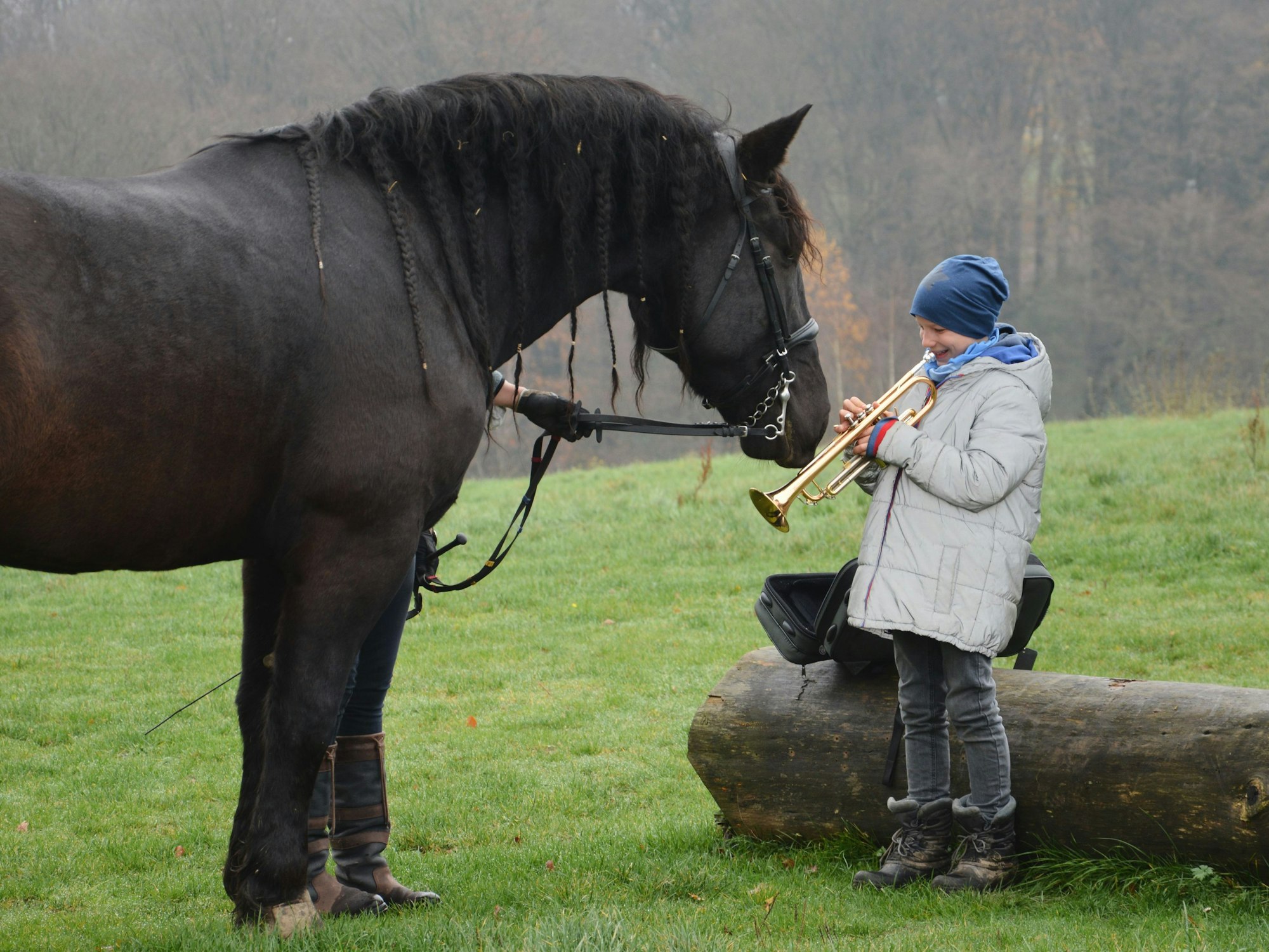 Ein schwarzes Kaltblutpferd steht vor einem Jungen mit einer Trompete.