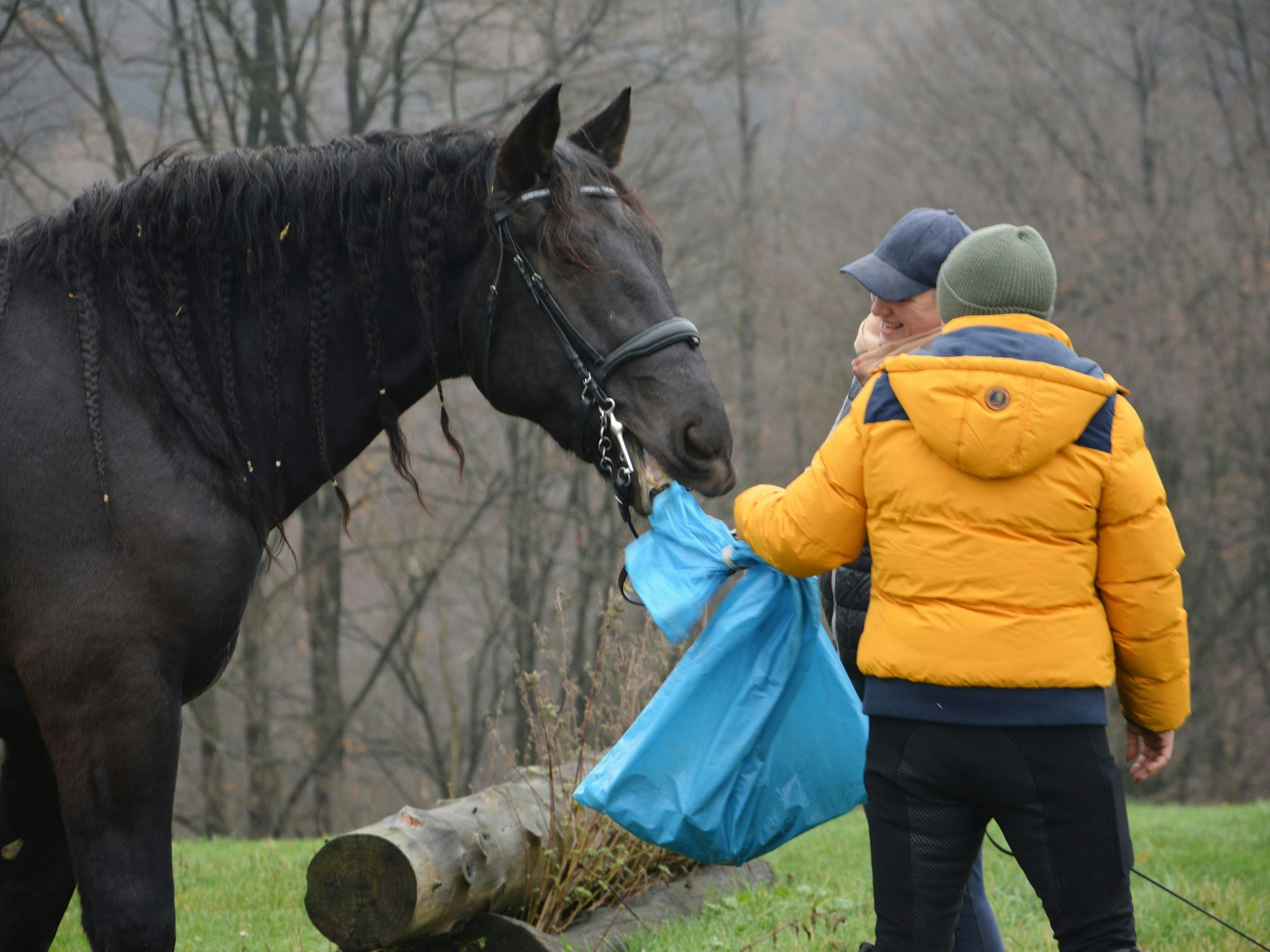 Ein schwarzes Pferd schaut sich einen blauen Sack an, der von einer Person gehalten wird.