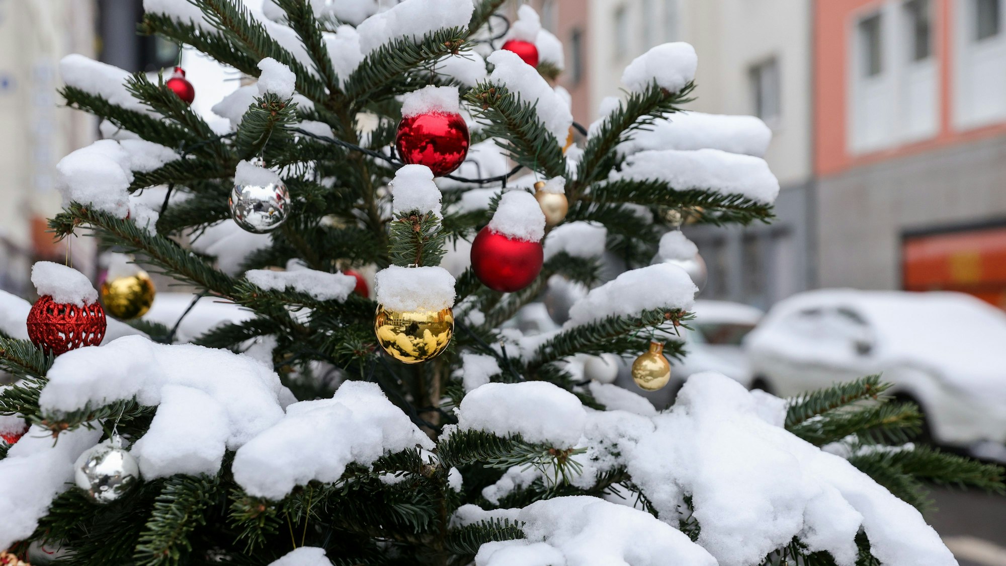 Schnee in Köln.
Verschneiter Weihnachtsbaum.
Gesehen im Kwatier Latäng.