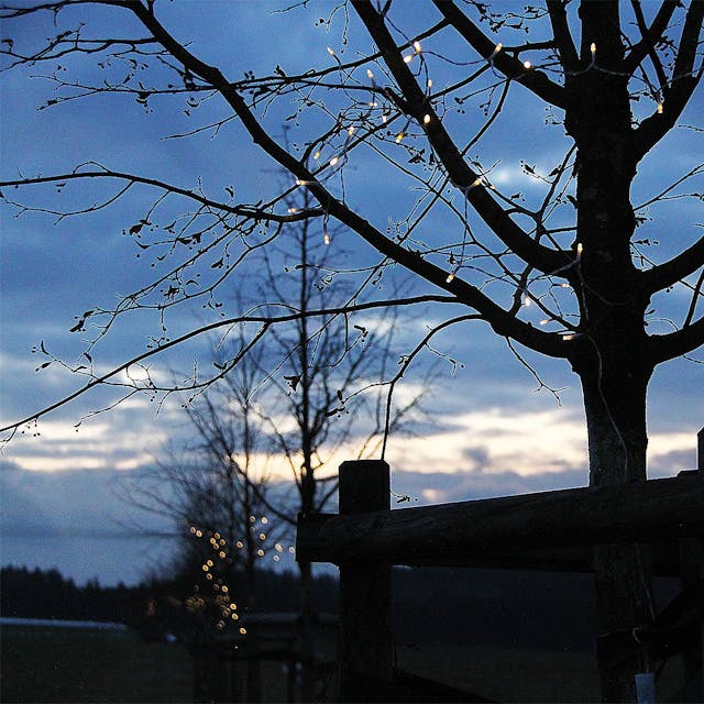 In der Abenddämmerung sind die Lichterketten in den Gedenkbäumen für die Opfer der Flutkatastrophe in NRW zu erkennen.