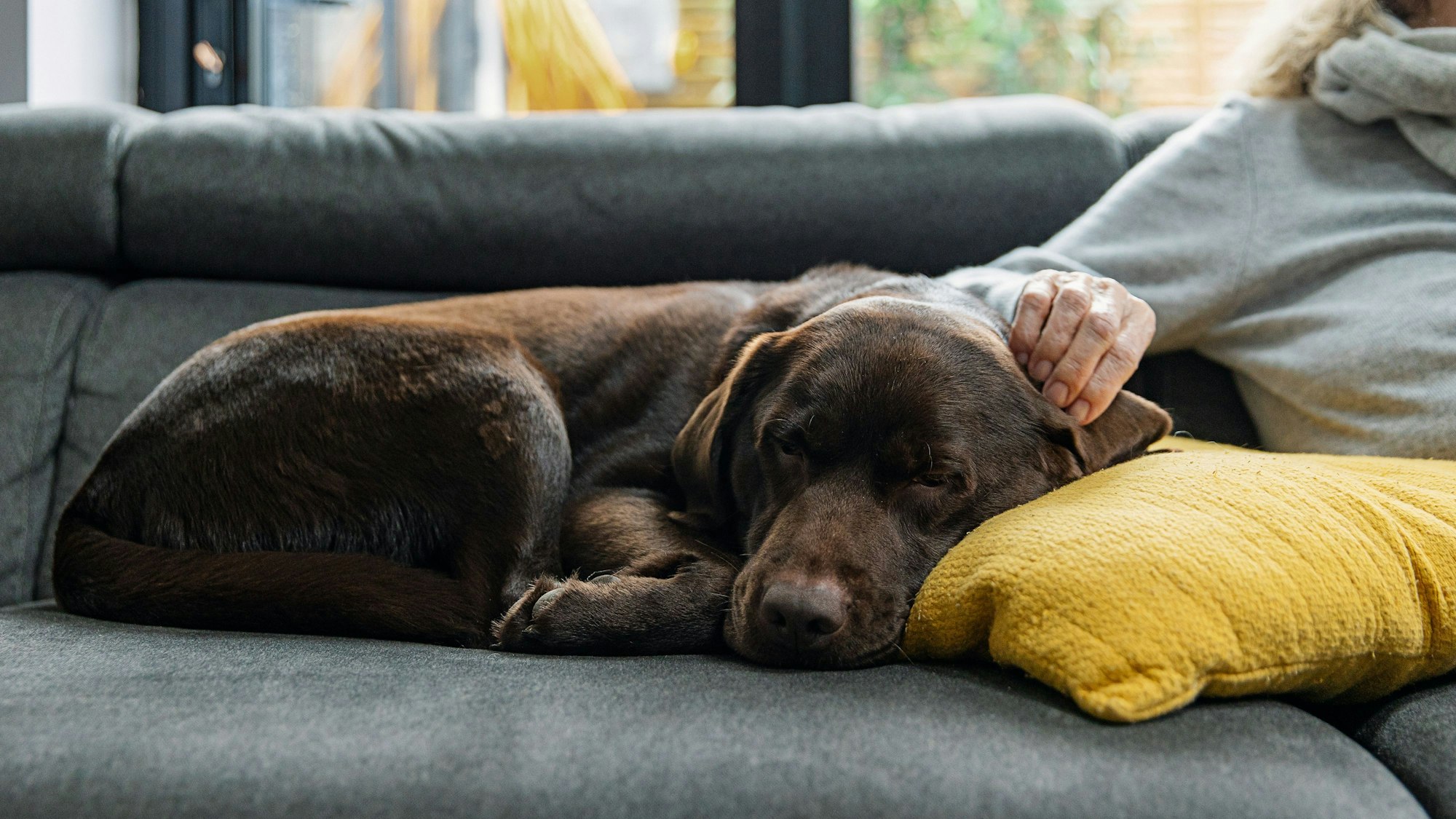 Ein brauner Labrador schläft auf der Couch.