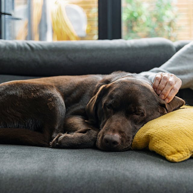 Ein brauner Labrador schläft auf der Couch.&nbsp;