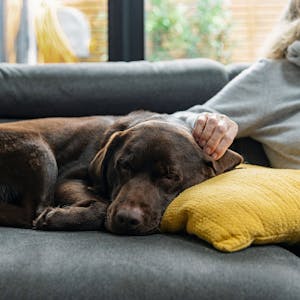 Ein brauner Labrador schläft auf der Couch.&nbsp;