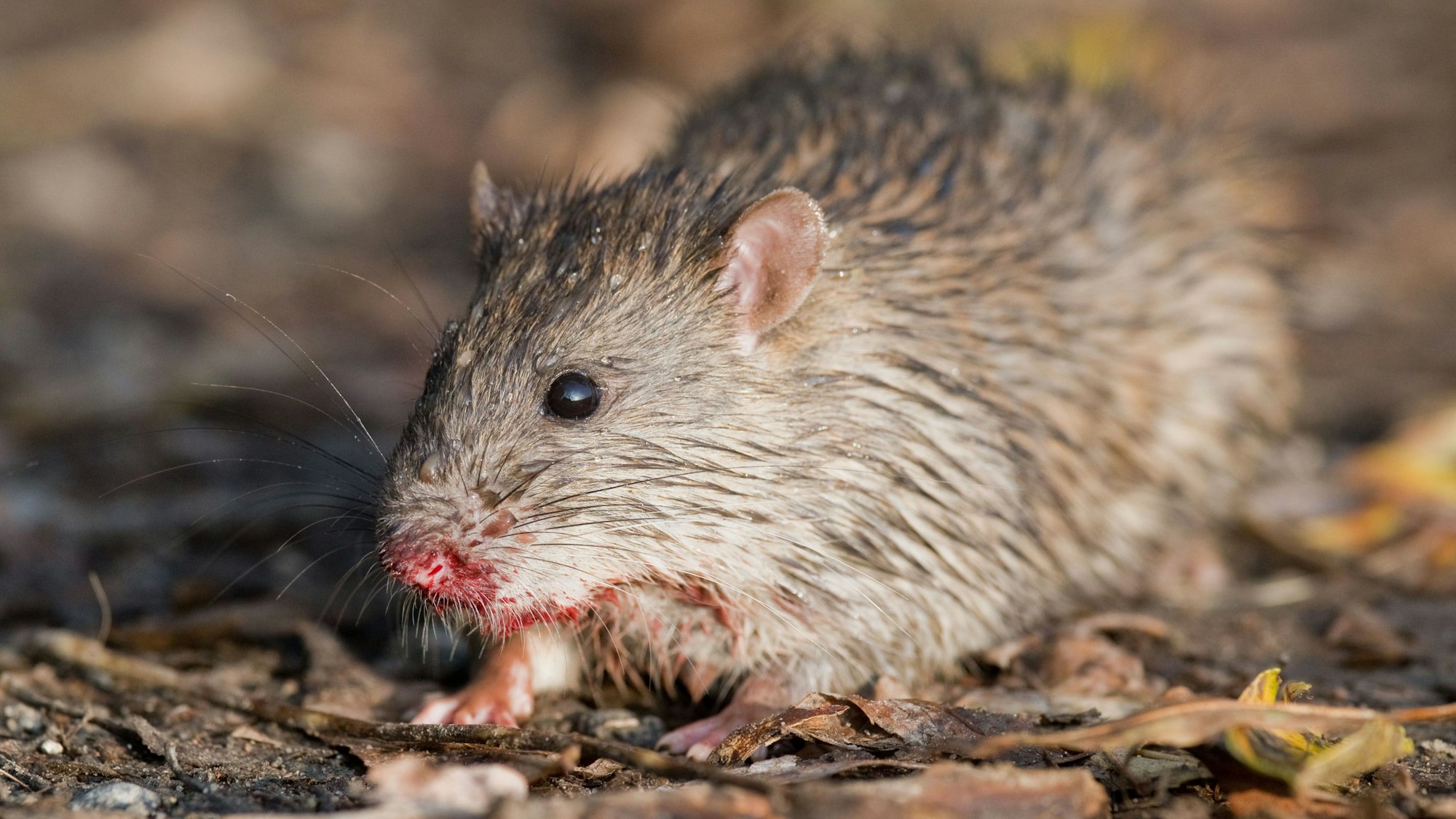 Eine Ratte hockt auf einem Feldweg, in dessen Nähe sie sich verletzt hat. (Symbolbild)