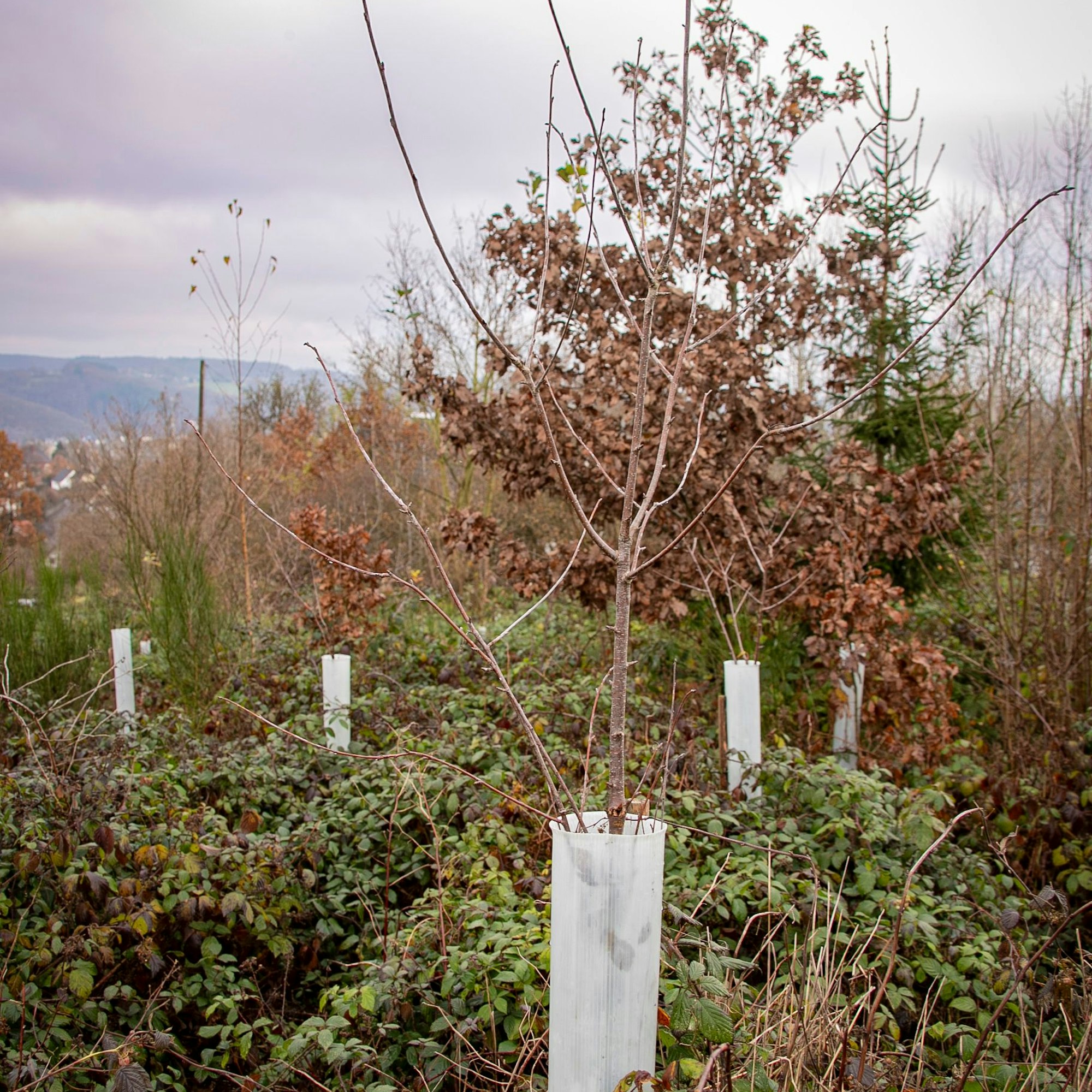 Weco will einen Wald in Eitorf mit 17.000 Bäumen pflanzen

