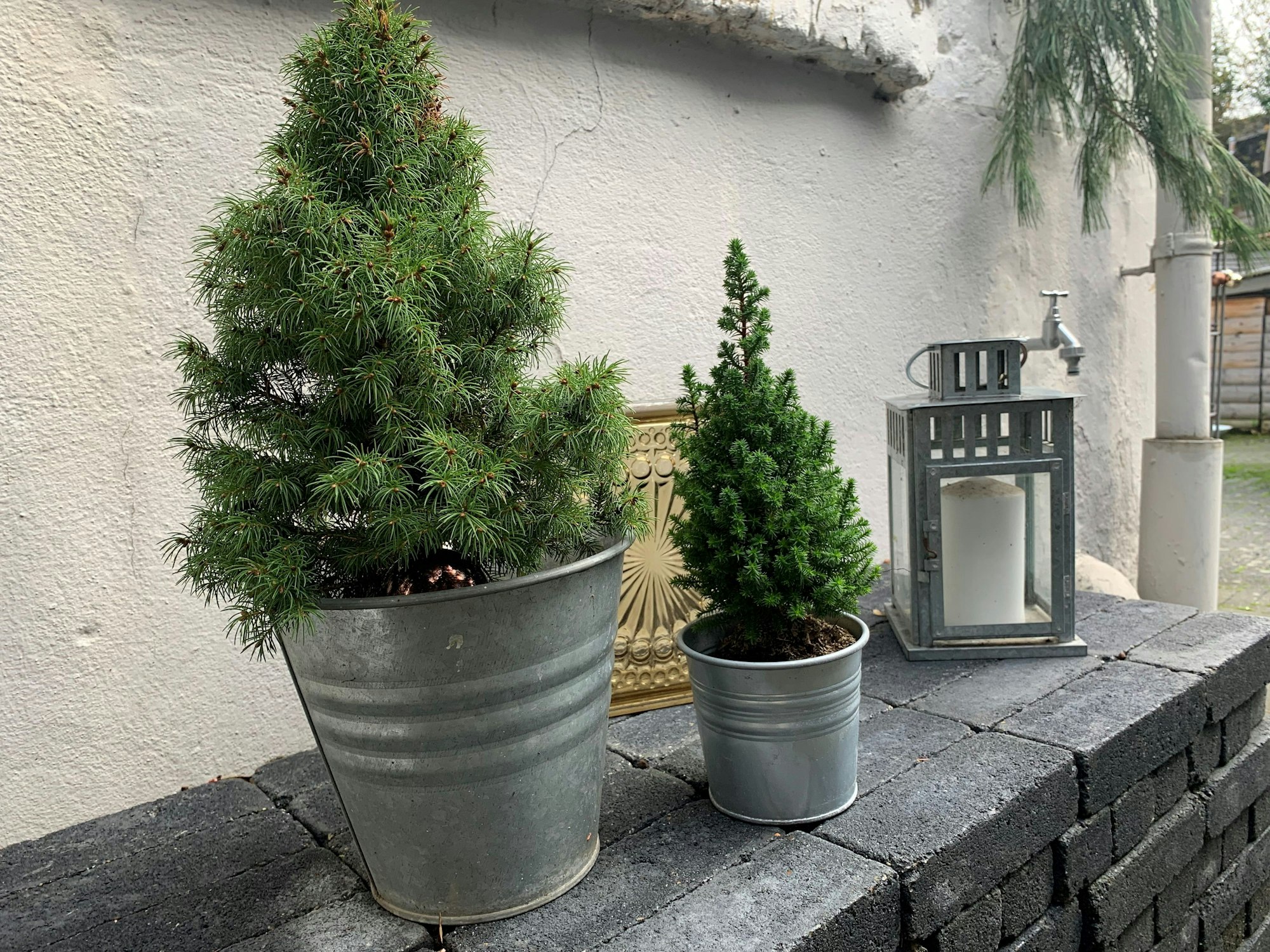 Mini-Weihnachtsbaum und Konifere als Adventsdeko. 