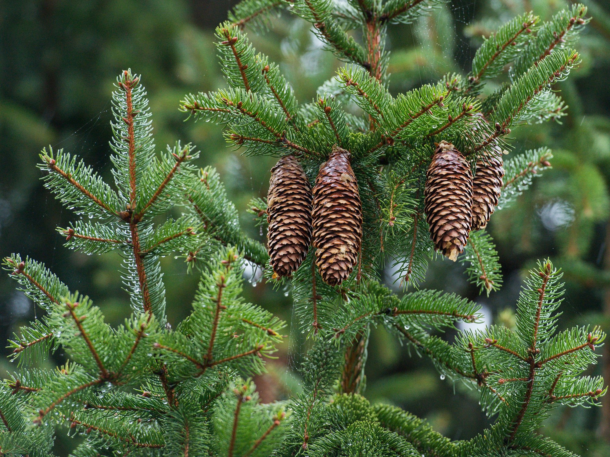 Die vom Regen nassen Nadeln und Zapfen einer Fichte (Picea abies).