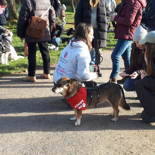 Eine Gruppe Menschen steht um einen Hund herum, der ein Halstuch trägt mit der Aufschrift „Adopt me“.