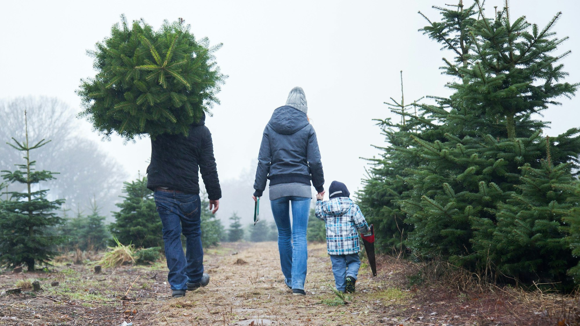 Drei Personen, eine mit einem Kind an der Hand, das eine Säge festhält, laufen zwischen Reihen von Tannenbäumen entlang. Eine Person trägt einen geschlagenen Baum auf der Schulter.
