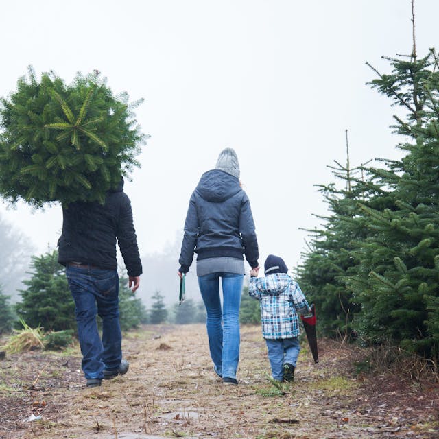Drei Personen, eine mit einem Kind an der Hand, das eine Säge festhält, laufen zwischen Reihen von Tannenbäumen entlang. Eine Person trägt einen geschlagenen Baum auf der Schulter.