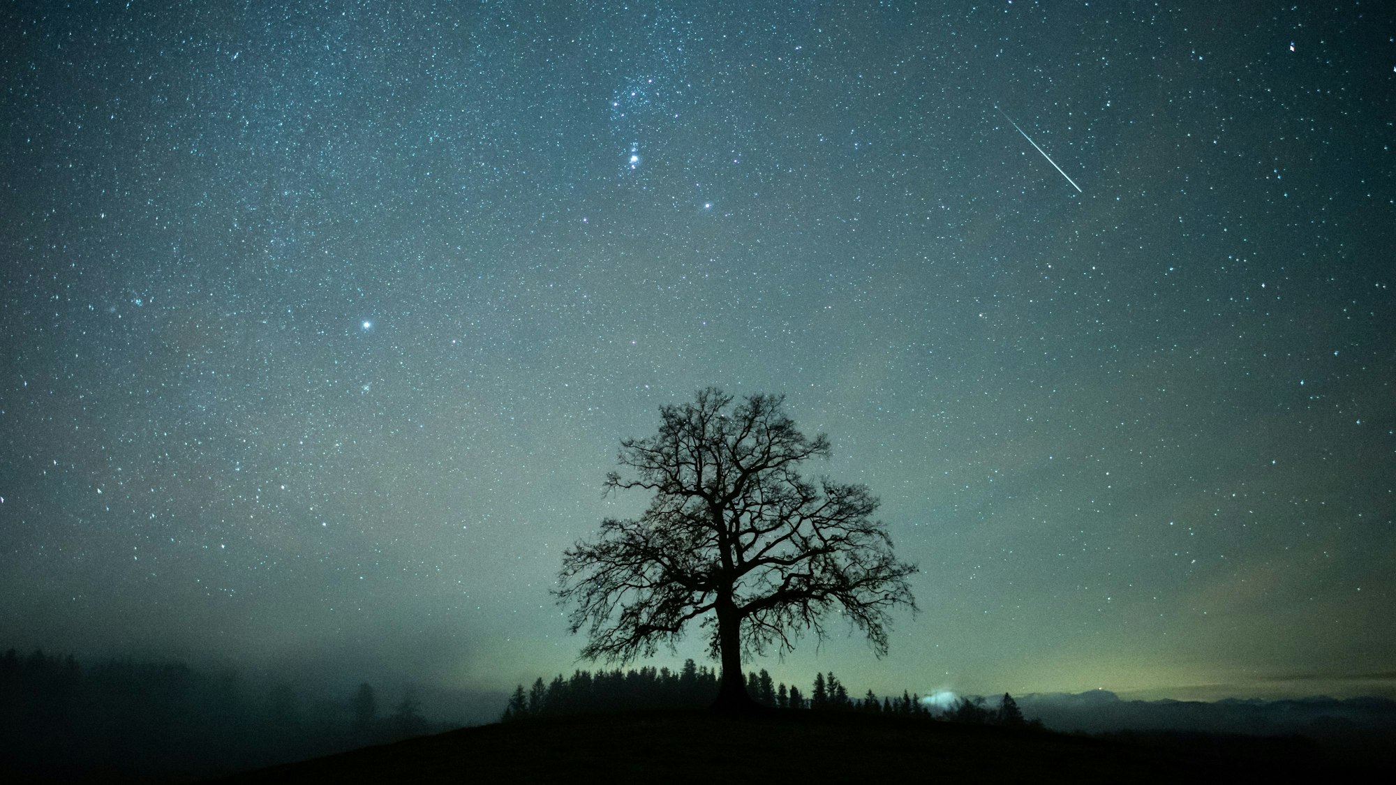Eine Sternschnuppe ist während des Geminiden-Meteteorstroms am Sternenhimmel über einem Baum zu sehen.