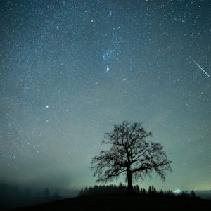 Eine Sternschnuppe ist während des Geminiden-Meteteorstroms am Sternenhimmel über einem Baum zu sehen.&nbsp;