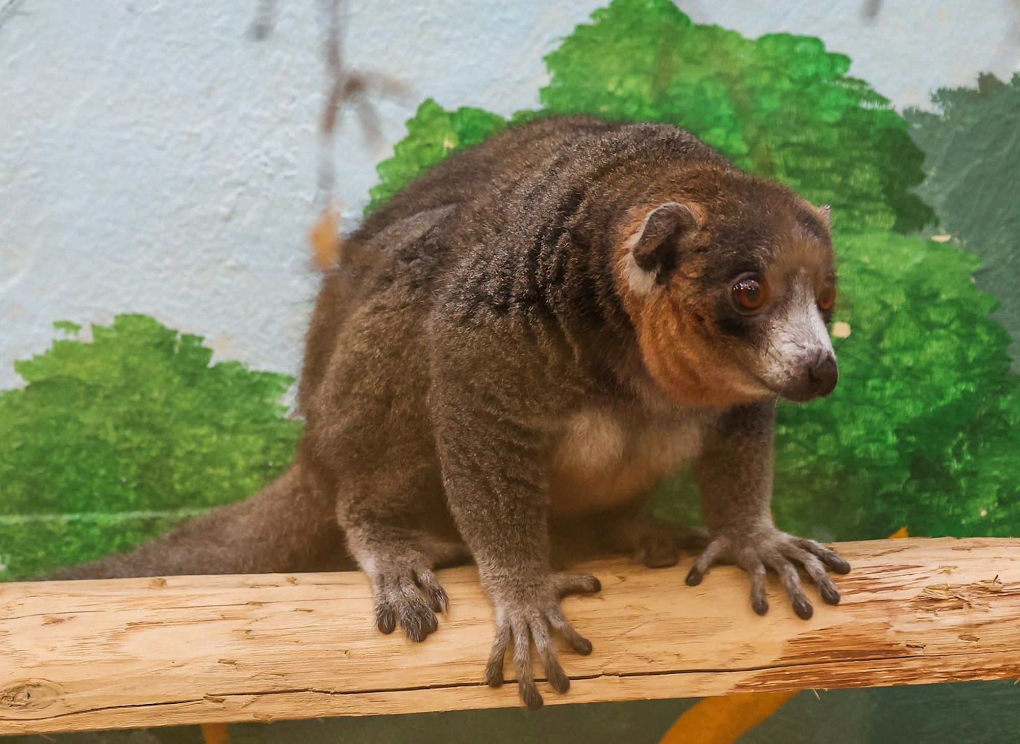 Affenähnliches Tier auf einem Holzbalken