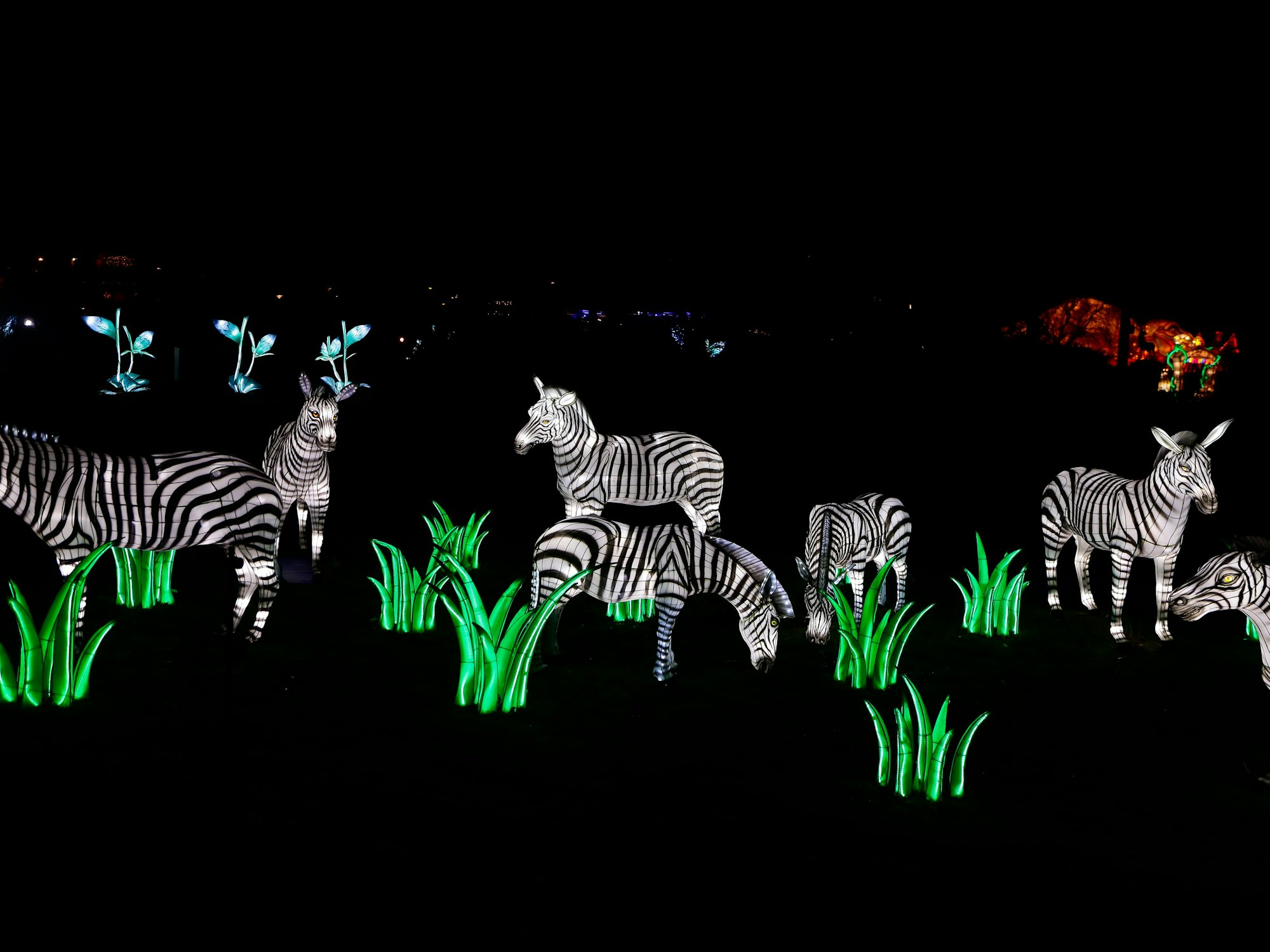 Zebras bei den China Lights im Kölner Zoo