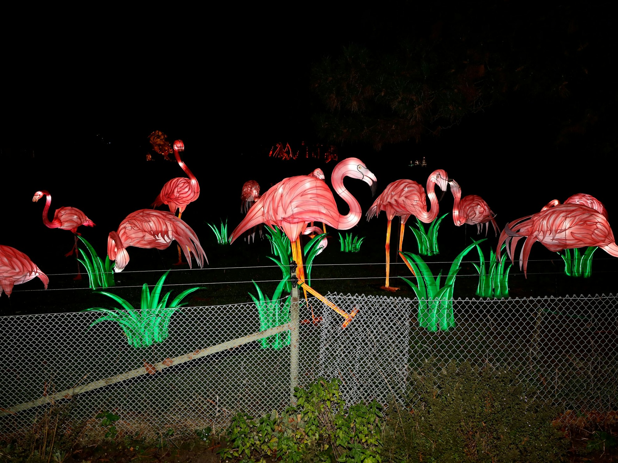 In voller Pracht leuchten die Flamingos im Kölner Zoo.