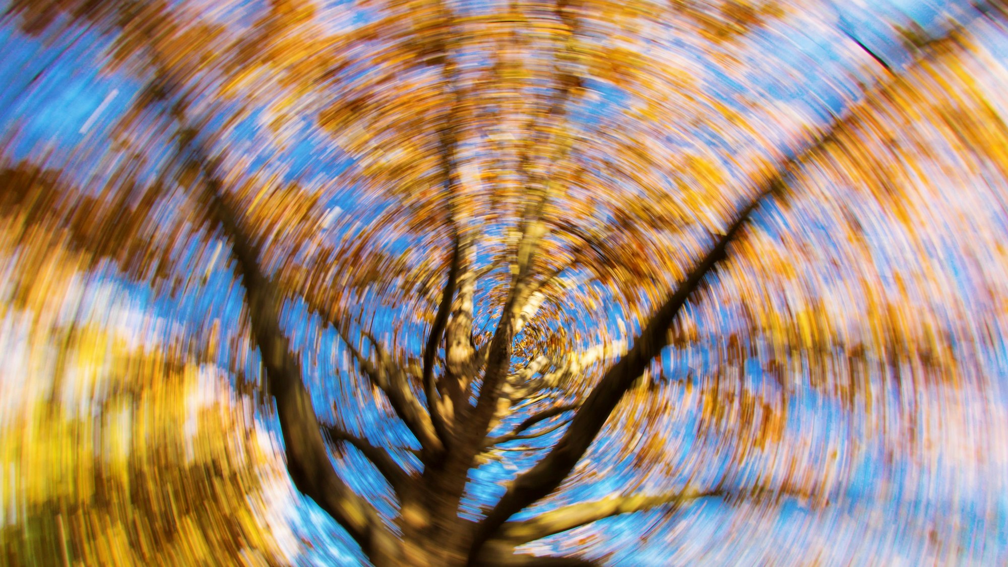 Vor blauem Himmel scheint sich eine Baumkrone mit Herbstlaub zu drehen.