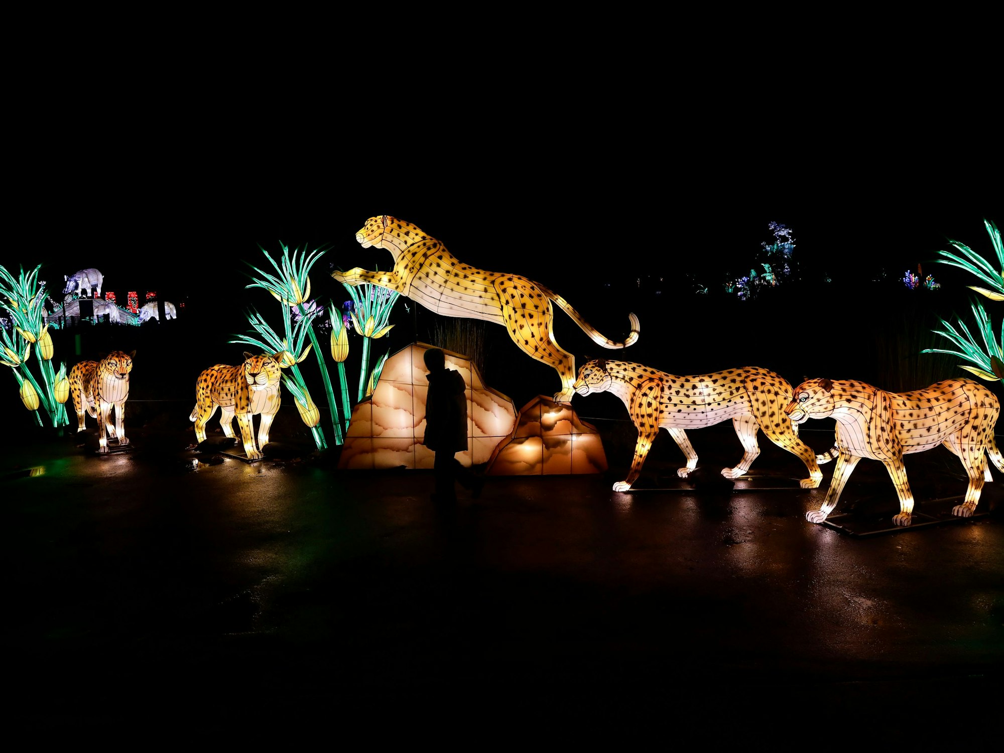 Die Geparden-Familie als Leuchtillumination im Kölner Zoo.