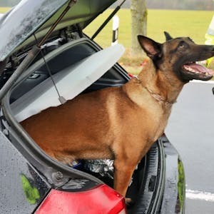 Das Bild zeigt Polizeihund „Mats“, wie er aus einem Polizeiwagen schaut.