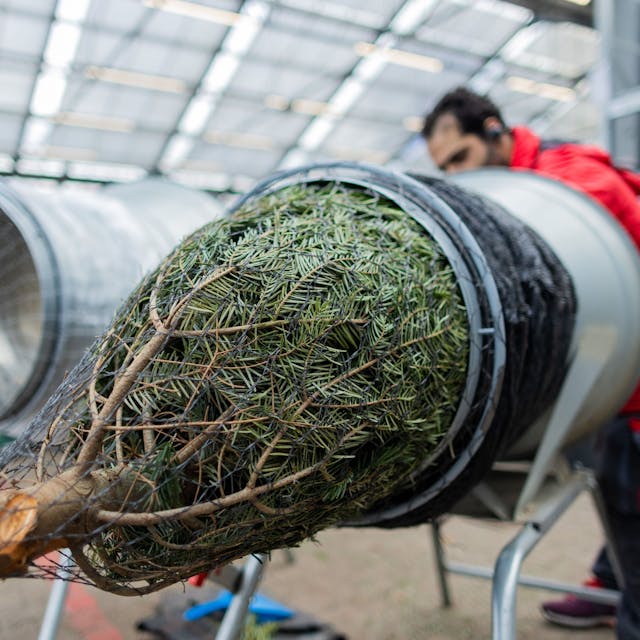 Ein Weihnachtsbaum wird in einem Toom Baumarkt eingenetzt. (zu dpa: "Nachhaltige Weihnachten: Welcher ist der beste Baum für die Umwelt?") +++ dpa-Bildfunk +++