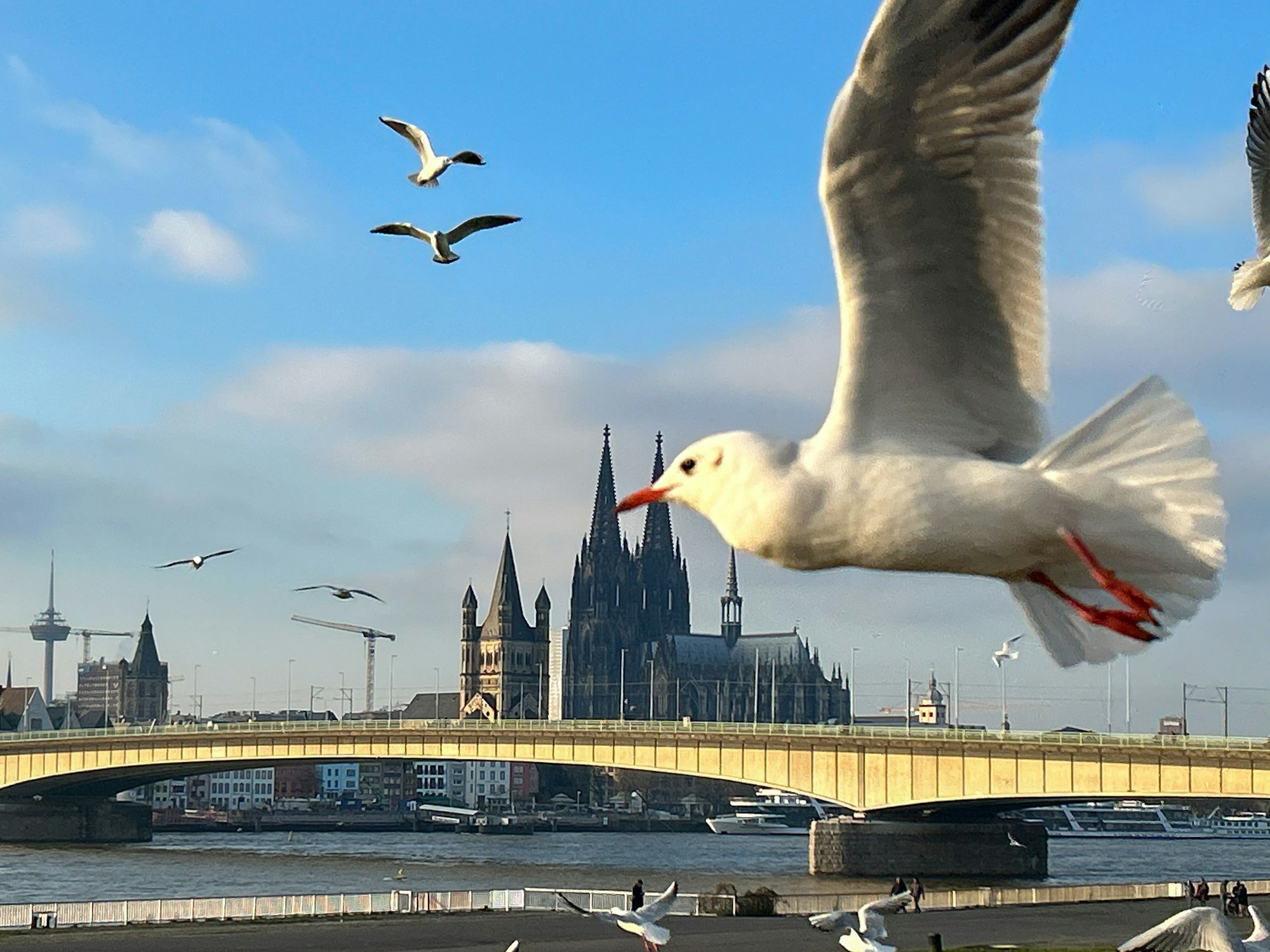 Das Kölner Stadtpanorama mit Rhein und Dom. Im Vordergrund fliegt eine Möwe durchs Bild.