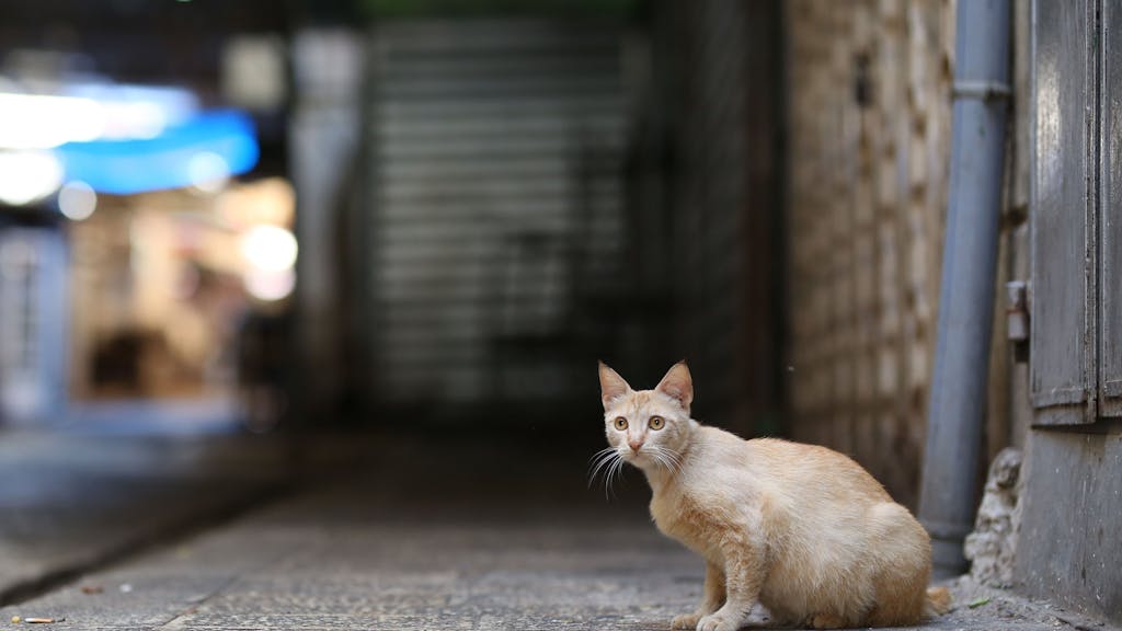Eine Katze sitzt an einer menschenleeren Straße. Auf Zypern starben Analysen zufolge seit Jahresbeginn tausende Katzen an einem aggressiver gewordenen Tier-Coronavirus.
