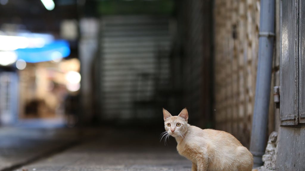 Eine Katze sitzt an einer menschenleeren Straße. Auf Zypern starben Analysen zufolge seit Jahresbeginn tausende Katzen an einem aggressiver gewordenen Tier-Coronavirus.