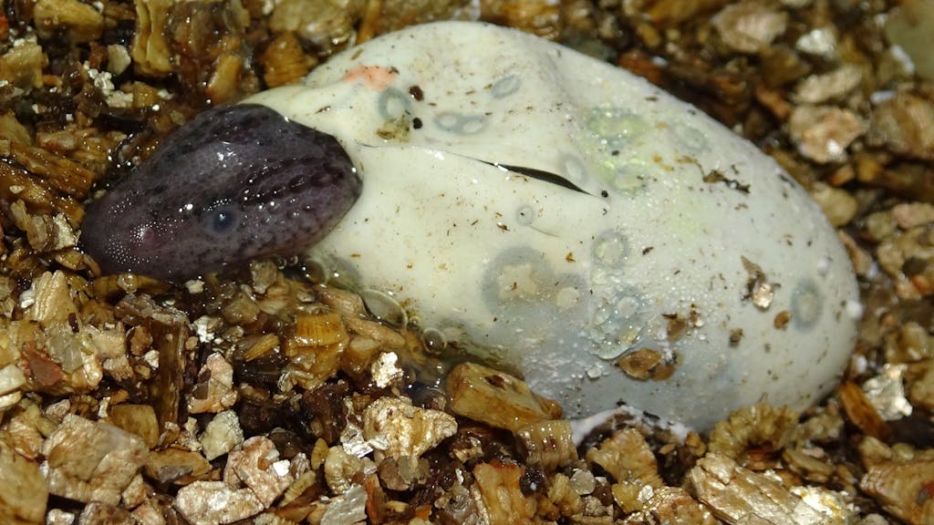 Ein Taubwaran schlüpft gerade aus einem Ei im Kölner Zoo.