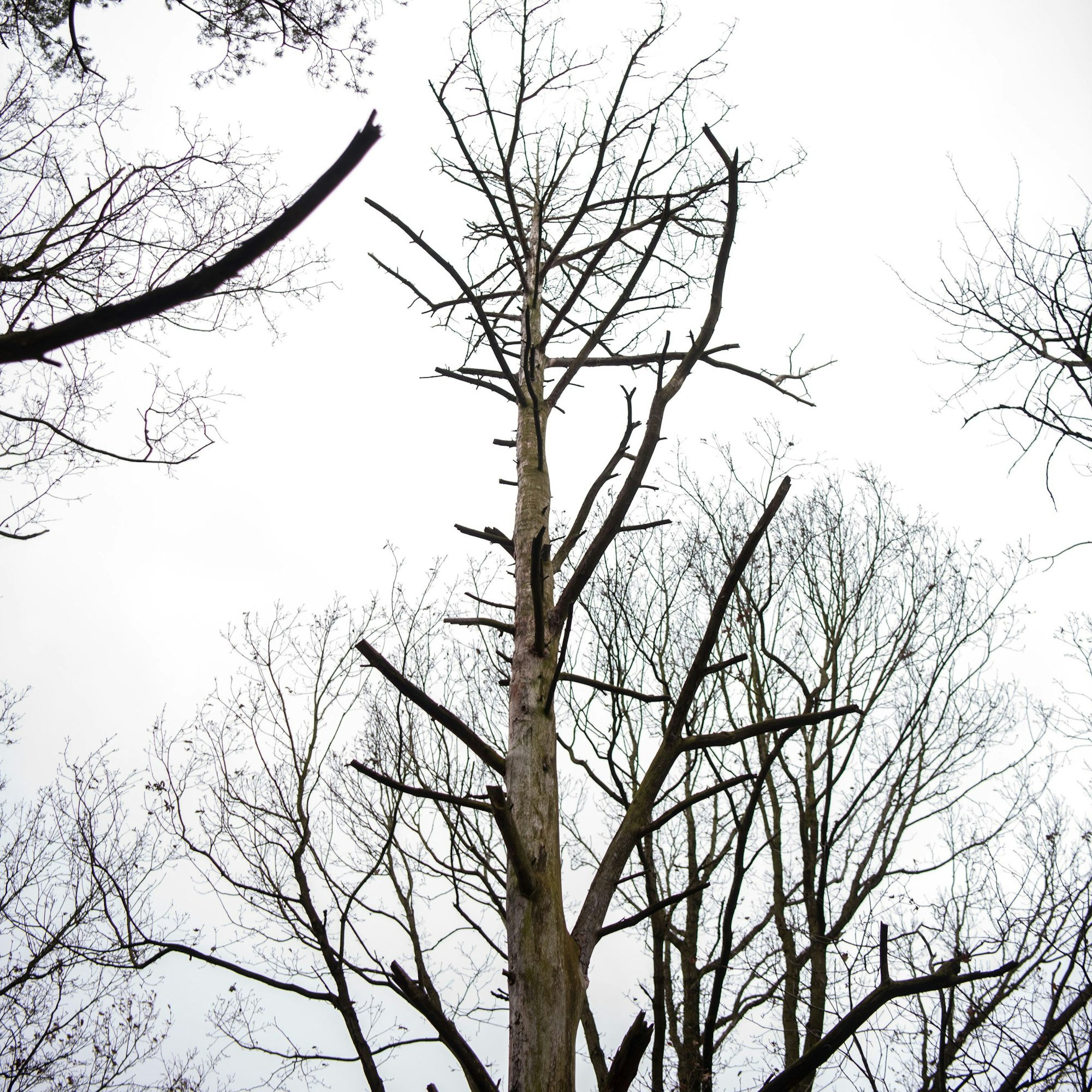 Im Billiger Wald steht ein toter Baum.Totholz ist wichtig für das Ökosystem Wald.