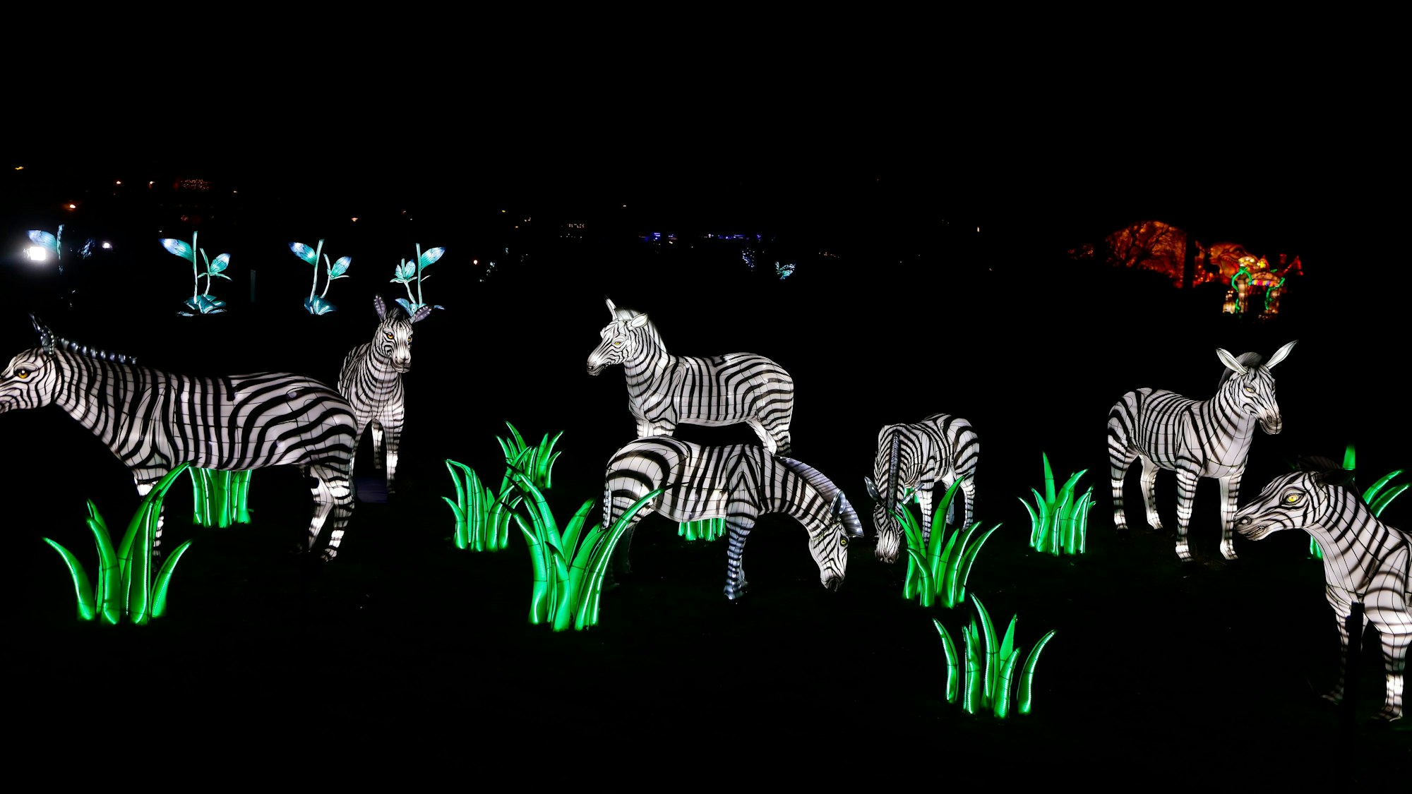 Grasende Zebras bei den China Lights
