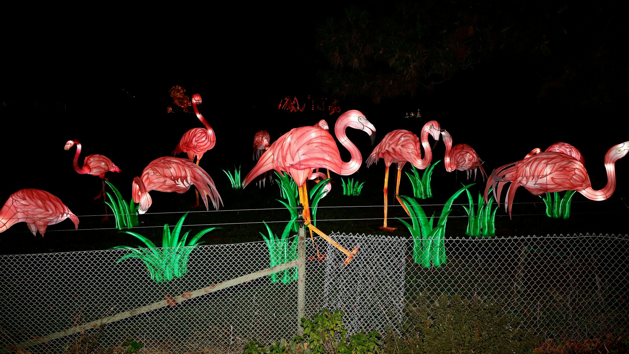 Auch die Flamingos im Kölner Zoo haben leuchtende Äquivalente.