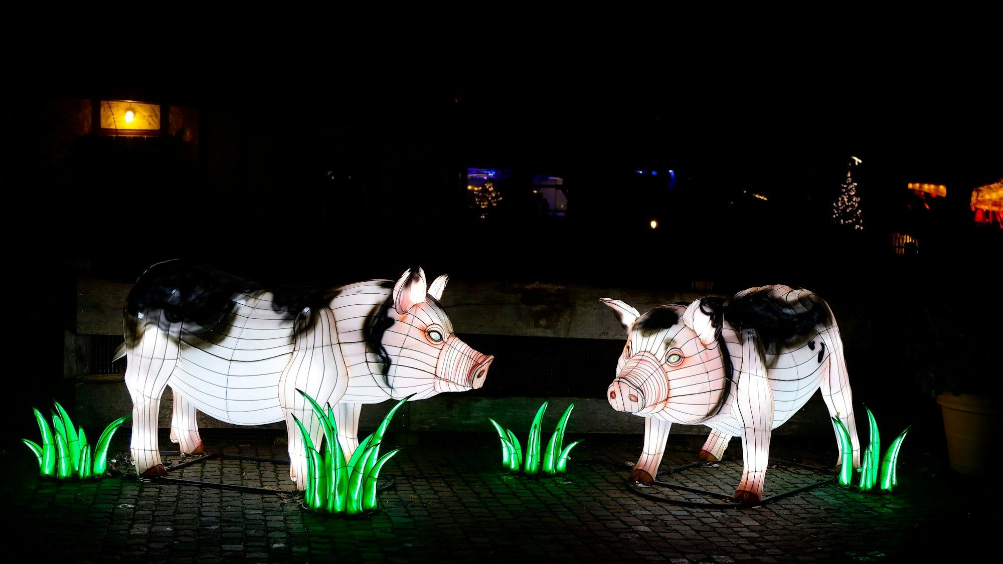 Was wohl die Schweine im Zoo von den illuminierten Schweinen halten?