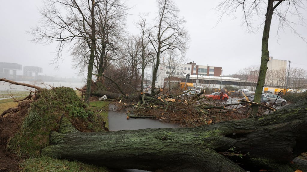 Umgestürzte Bäume auf der Alfred-Schütte Allee in Poll