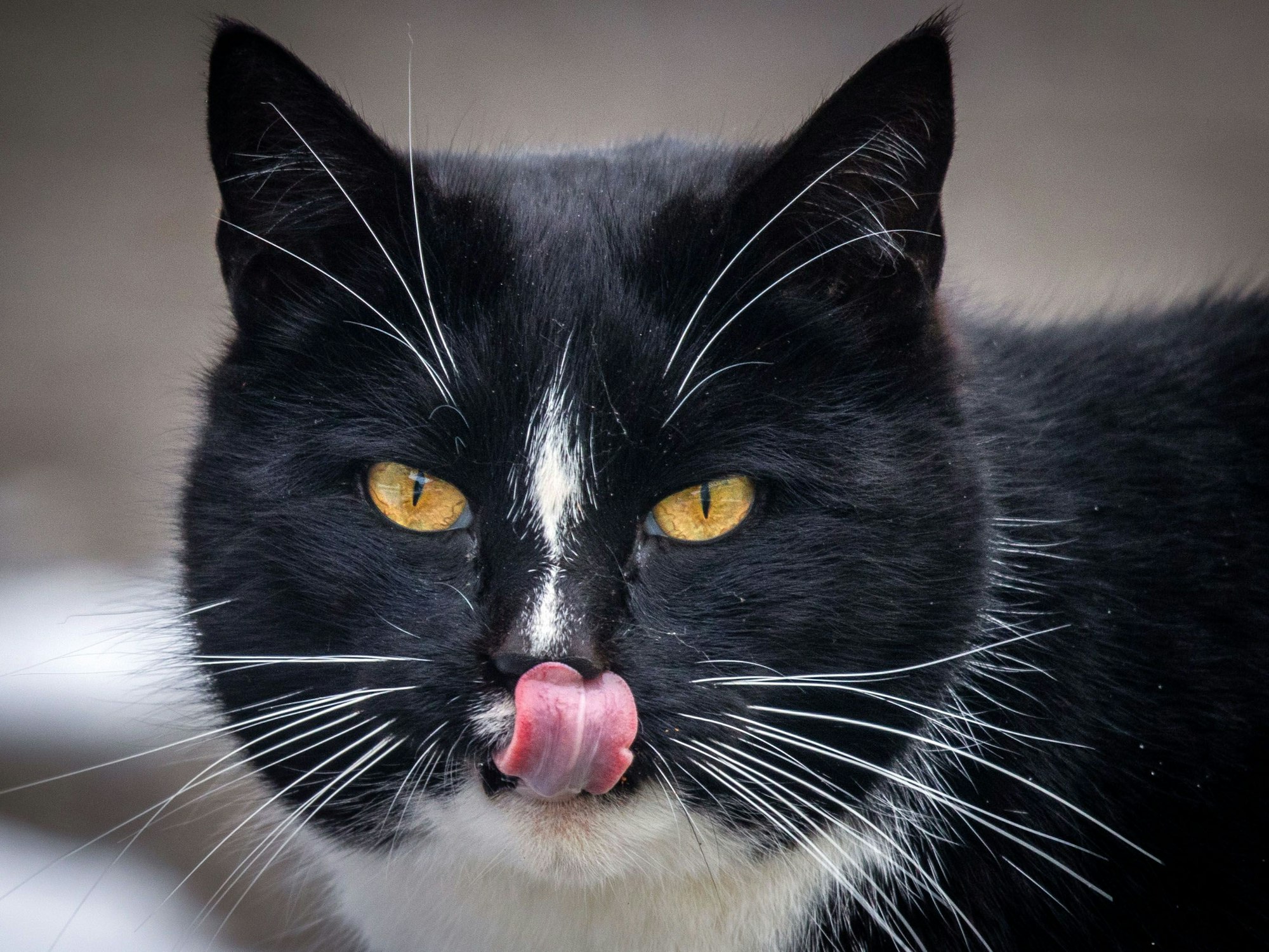 Die Aufnahme zeigt das Gesicht einer Katze, welche die Zunge herausstreckt, hier im Februar 2021 in Demmin.