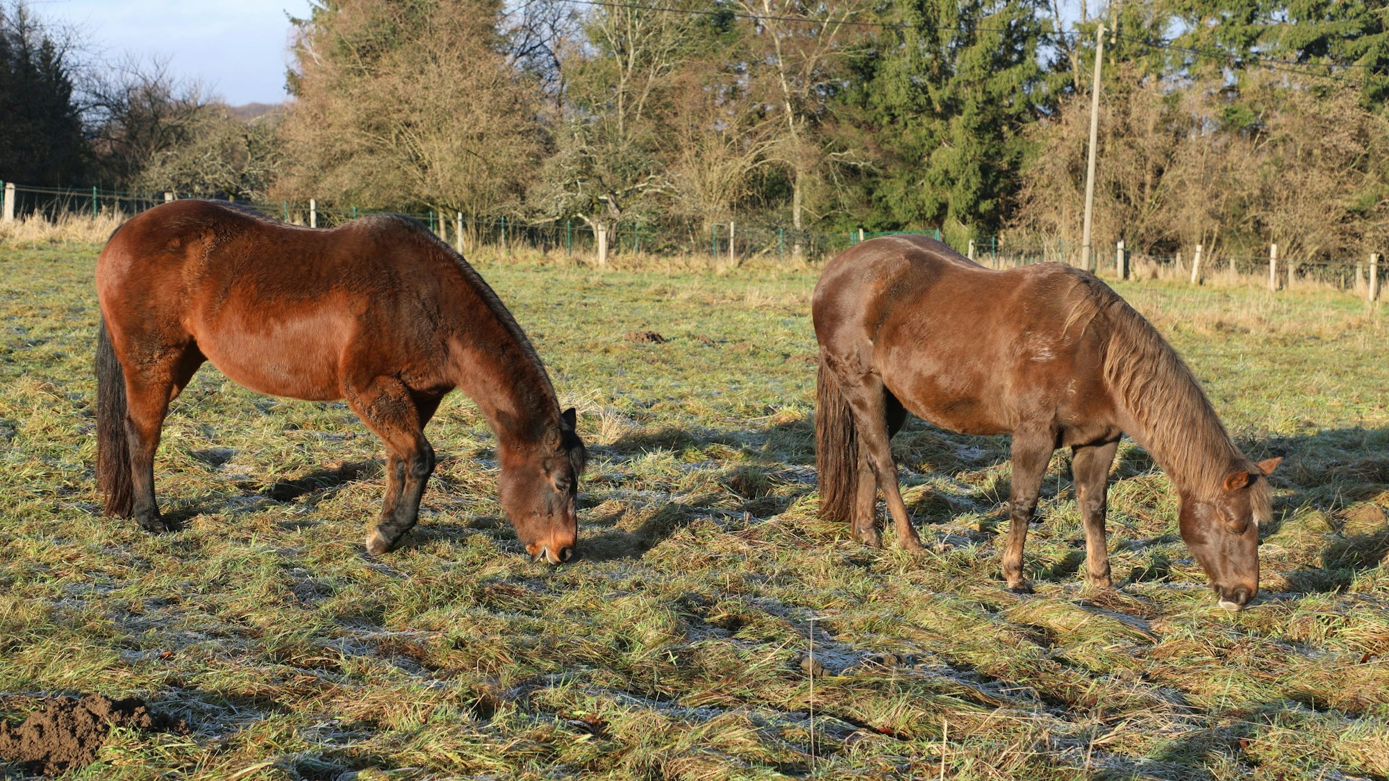Zwei Pferde stehen auf einer Weide in der Sonne und grasen.