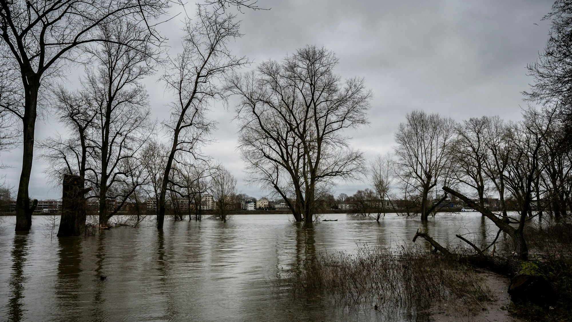 24.12.2023, Köln: Die Bäume am Rheinufer in Niehl stehen im Wasser. Der Rhein führt Hochwasser, pegelstand ist 7,43m Kölner Pegel. Foto: Uwe Weiser