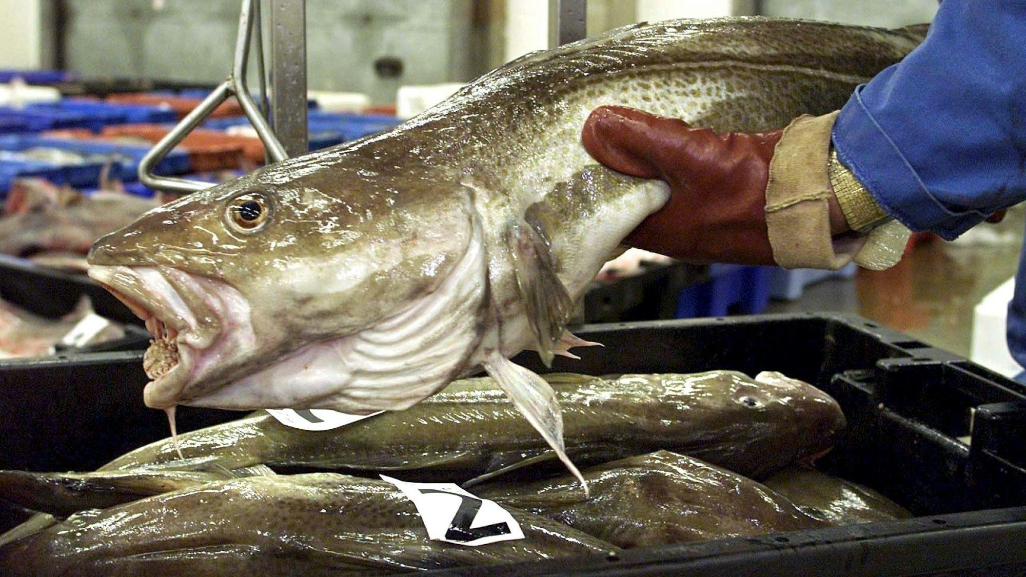Ein toter Fisch auf einem Marktstand