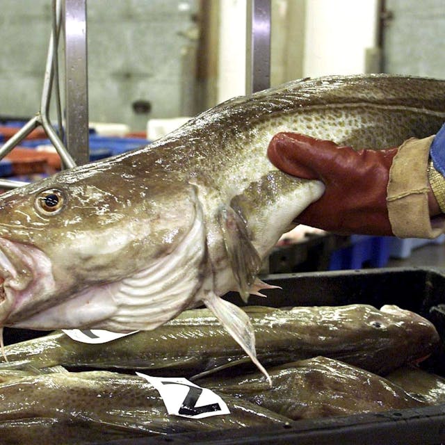 Ein toter Fisch auf einem Marktstand