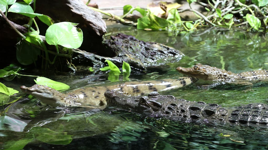Die Philippinen-Krokodile im Kölner Zoo
