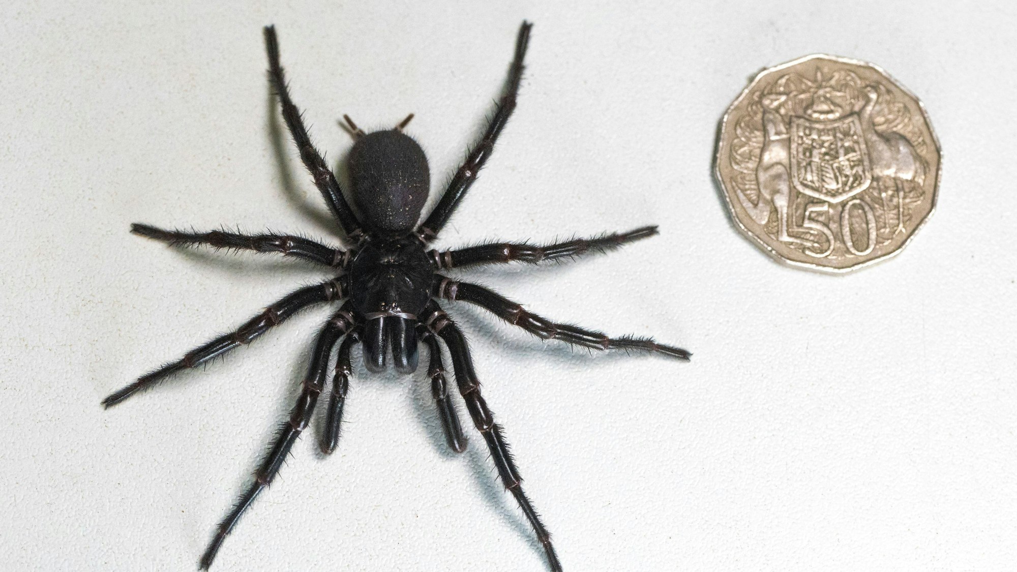 Ein männliches Exemplar der Sydney Funnel Web Spider, des giftigsten Spinnentiers der Welt (Symbolbild)