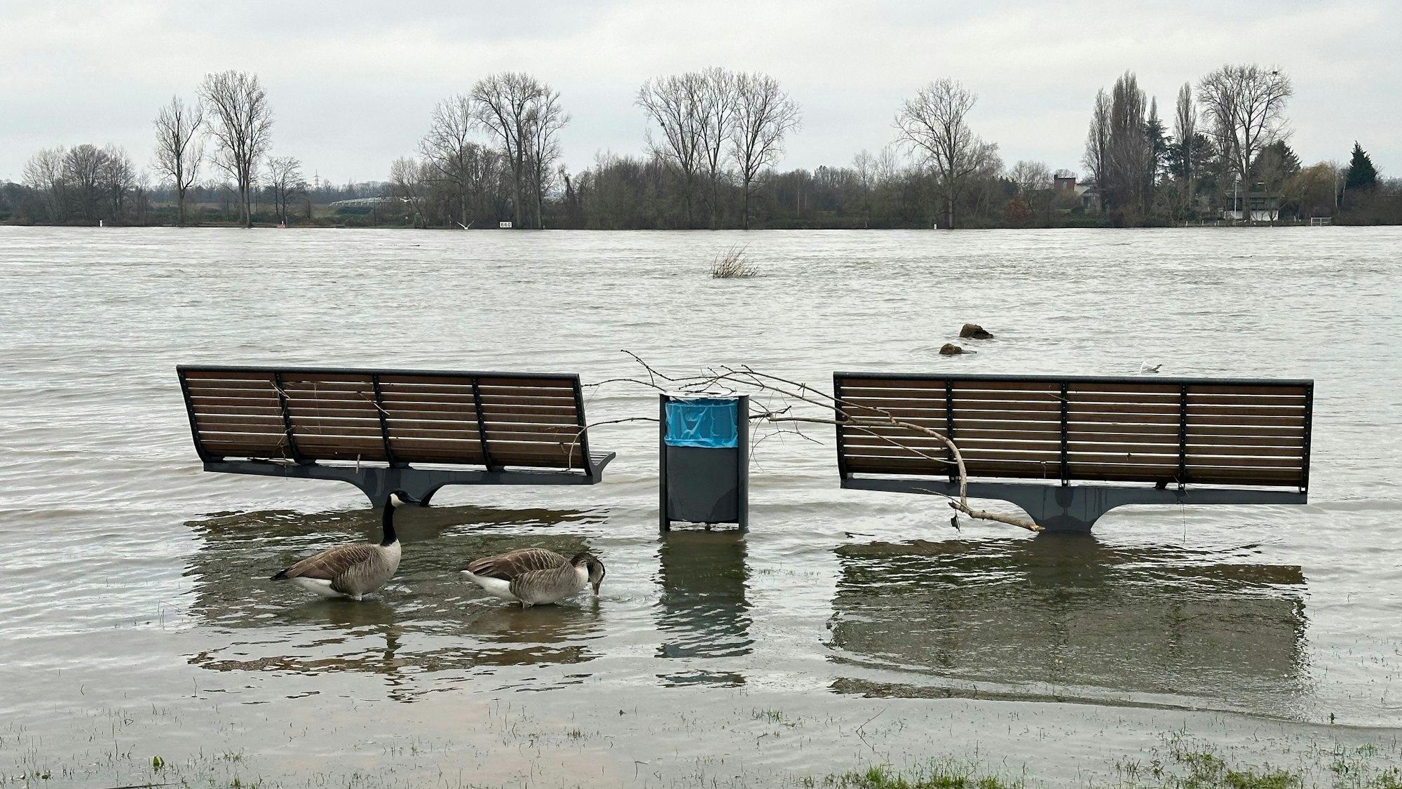 Zwischen zwei überfluteten Bänken steht ein Abfallbehälter am Rheinufer in Niederkassel. Er wurde vom Hochwasser geleert. Sein Inhalt findet sich später am Ufer.
