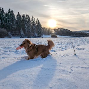 Verschneite Eifellandschaft mit Hund bei Nettersheim