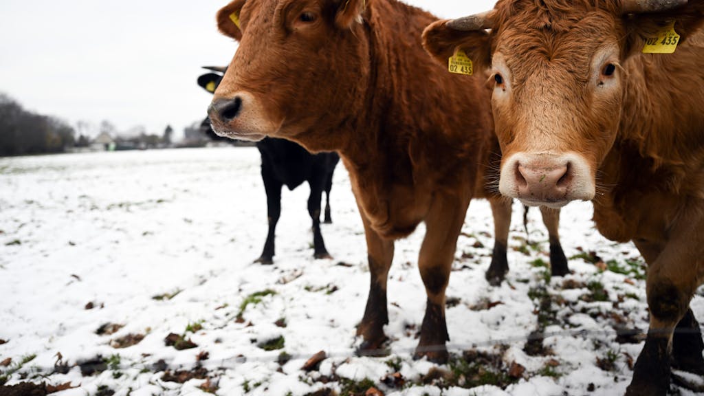 Kühe stehen auf einer schneebedeckten Weide, hier im Januar 2023 in Erkelenz.