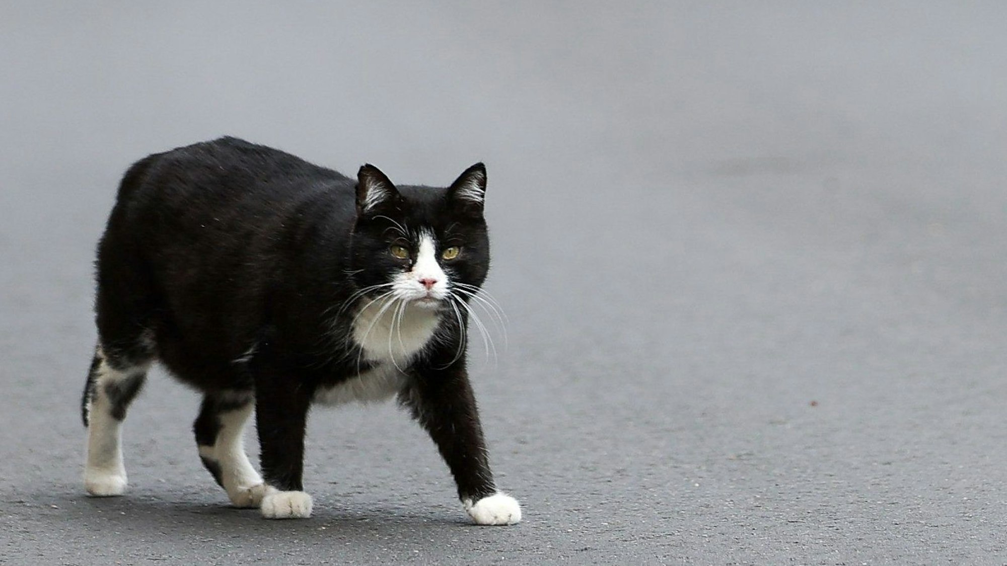 Eine Katze geht über eine Straße.
