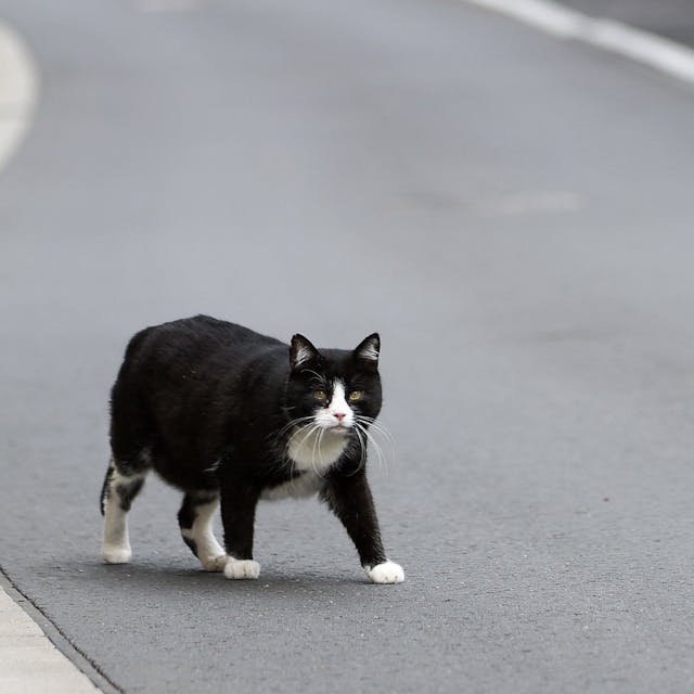 Eine Katze geht über eine Straße.&nbsp;