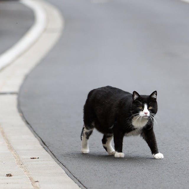 Eine Katze geht über eine Straße.&nbsp;