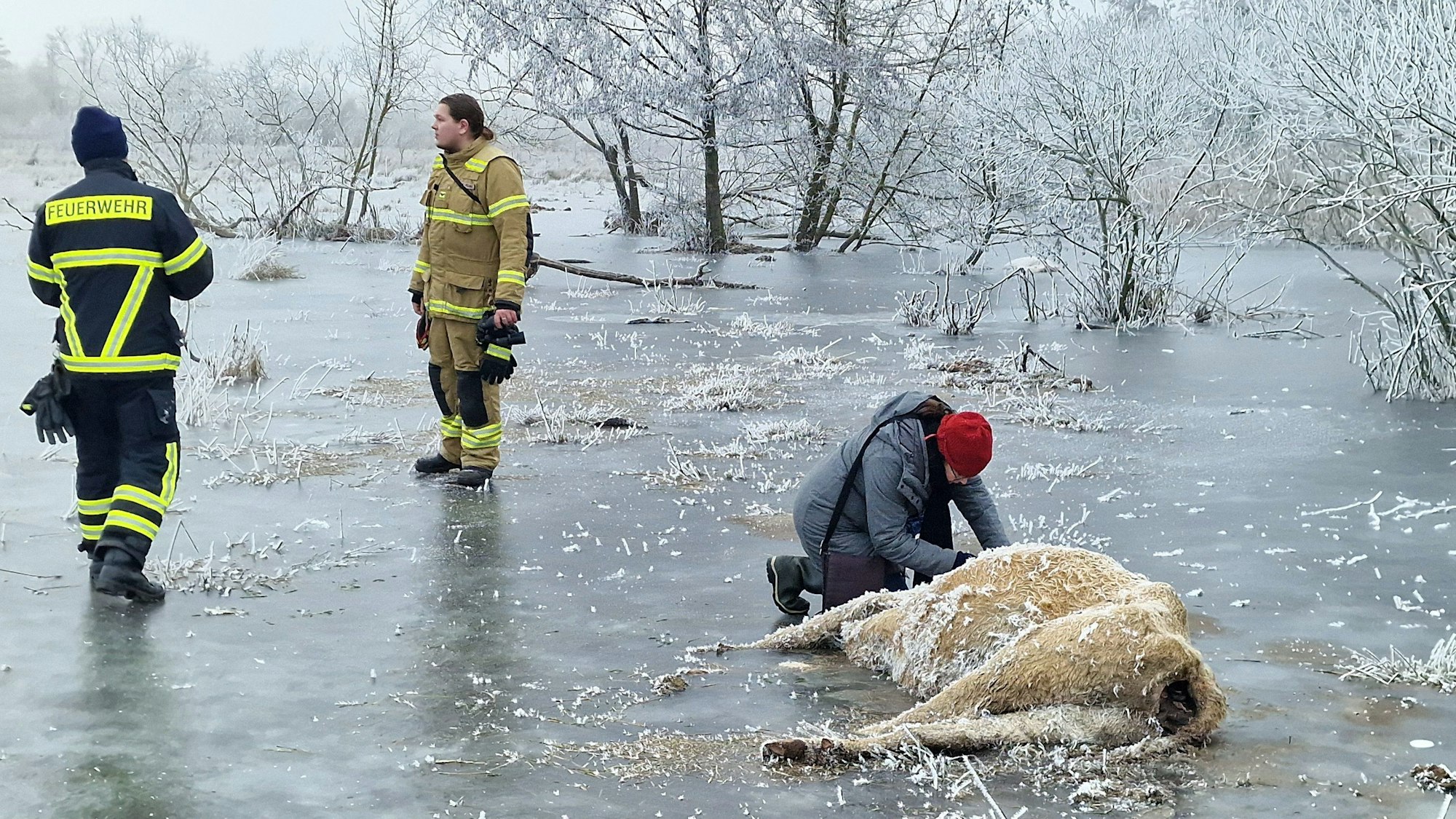 Eine Veterinärin notiert die Nummer einer Kuh, die in einem Überflutungsgebiet eingefroren ist.