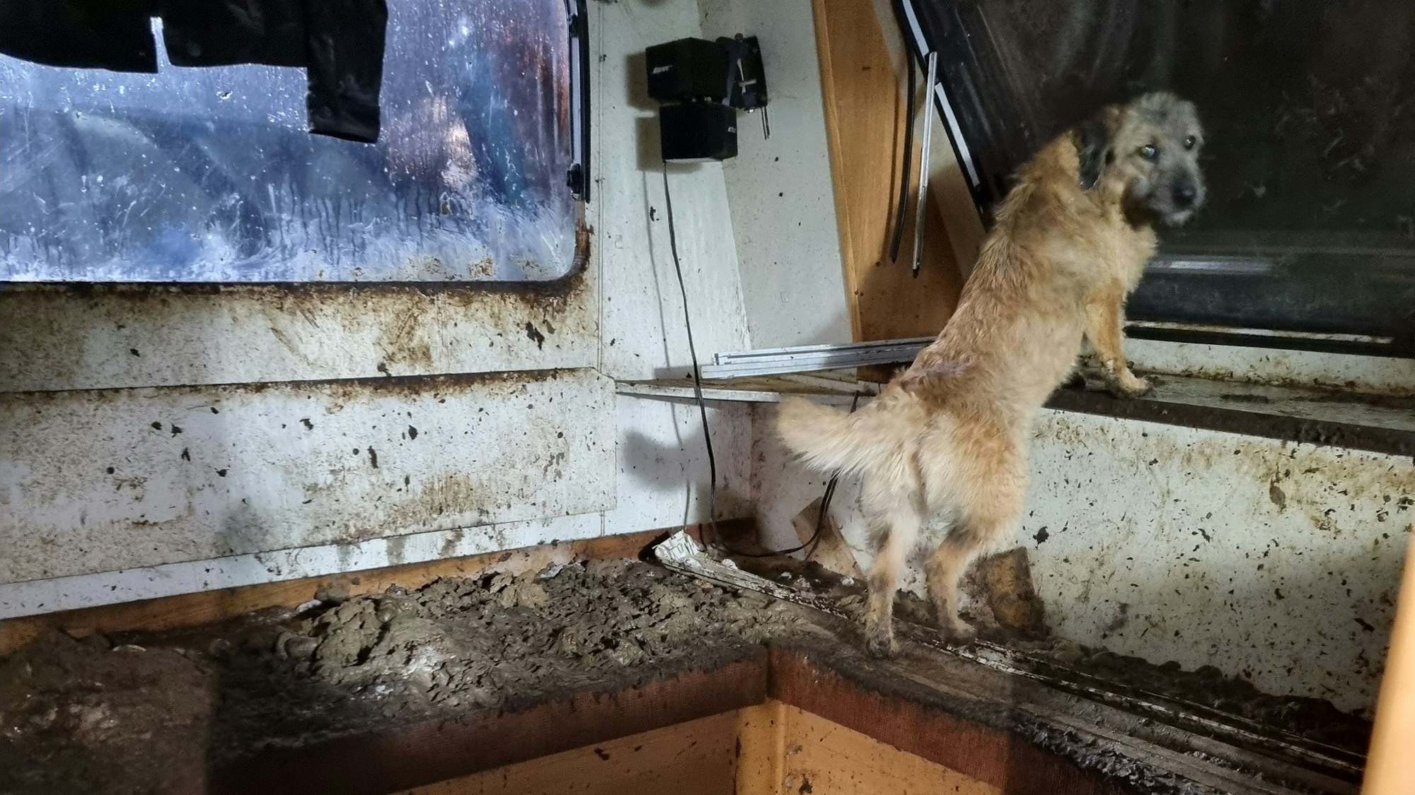 Ein verwahrloster Hund steht in einem völlig verdreckten Wohnwagen.