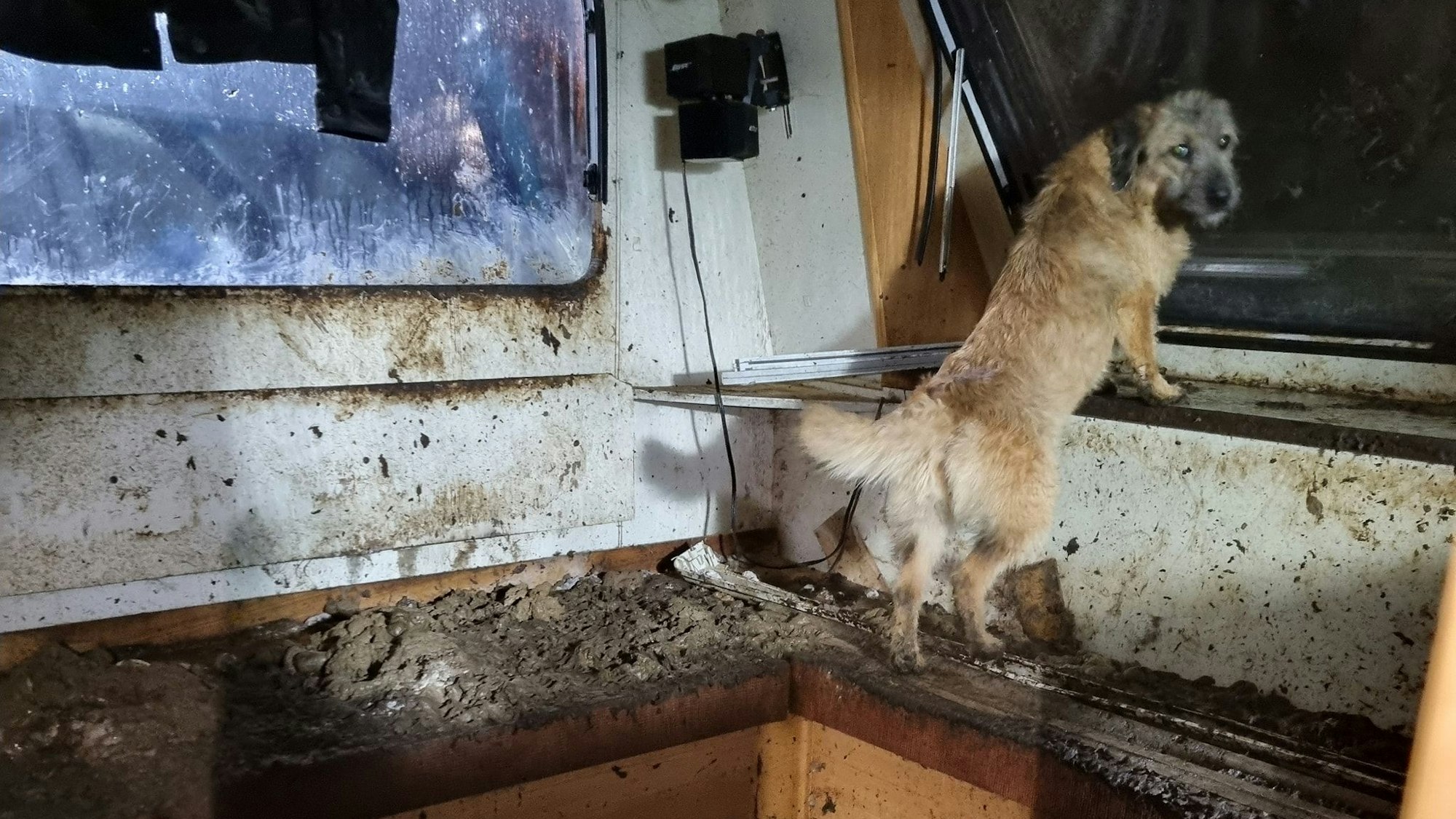 Ein Hund steht auf den Hinterbeinen auf einer Bank in einem Wohnwagen, der mit Fäkalien und Matsch völlig verdreckt ist.