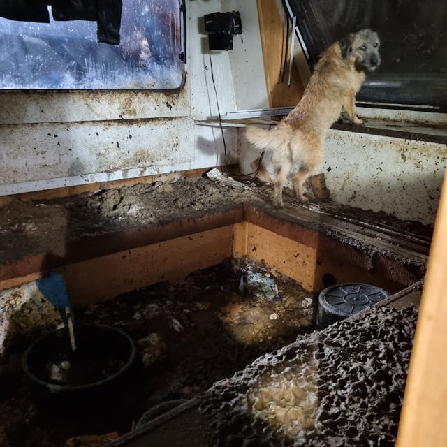 Ein Hund in einem völlig verdreckten Wohnwagen