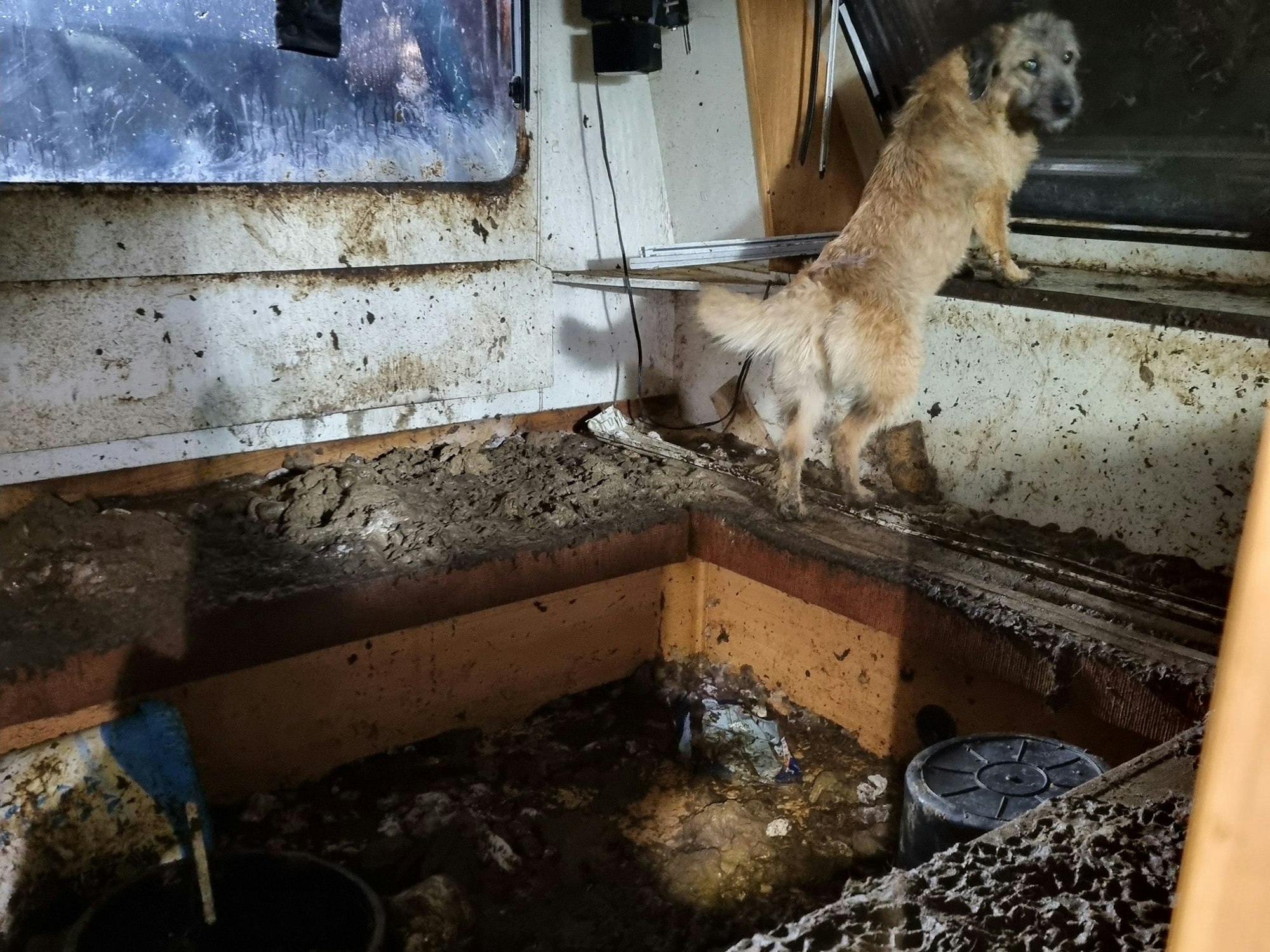 Ein Hund steht in einem ausrangierten Wohnwagen inmitten von Kot und Dreck.